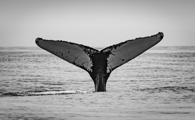 Whale Watching Tour&nbsp;09/28/2021