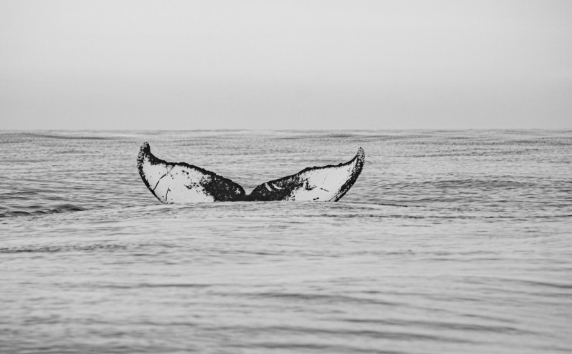 Whale Tail Sequence&nbsp;#2